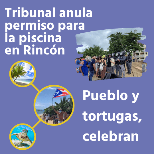 Tribunal anula permiso para la piscina en Rincón. Pueblo y tortugas, celebran Tribunal anula permiso para la piscina en Rincón. Pueblo y tortugas, celebran